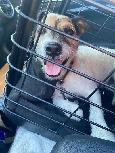 Foto Challenge Thema "Hunde im Auto"-Beitrag-Bild