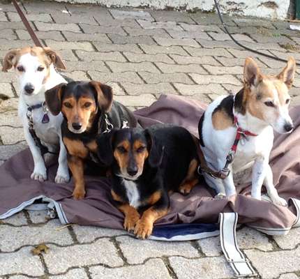 Unsere Fellnasen im Regenbogenland-Beitrag-Bild