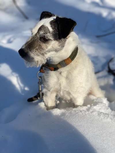 Dogorama Photo Challenge - Es wird nochmal kalt!-Beitrag-Bild