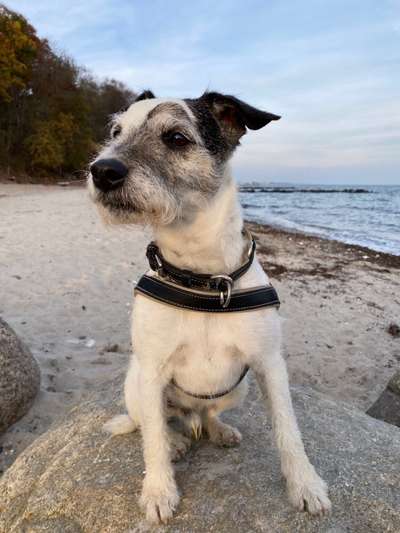 Wie heißt dein Hund?-Beitrag-Bild