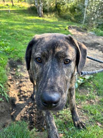 Hund löst sich nicht an der Leine-Beitrag-Bild