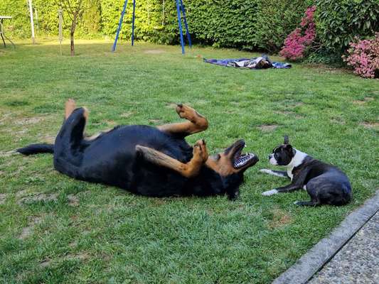 Dogorama Photo Challenge - Gegensätze-Beitrag-Bild