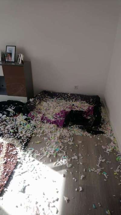 Zeig mir, dass du mit einem hund zusammenlebst....-Beitrag-Bild