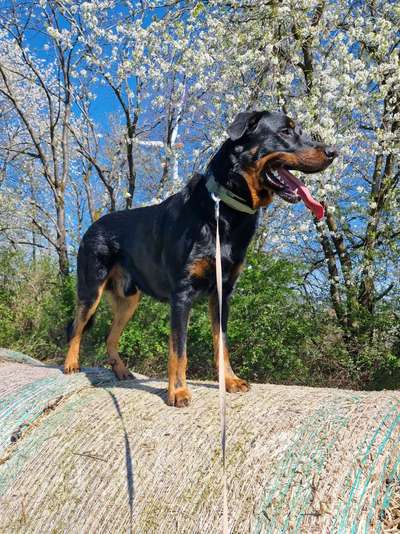 Fotochallenge 78

Es grünt und blüht-Beitrag-Bild