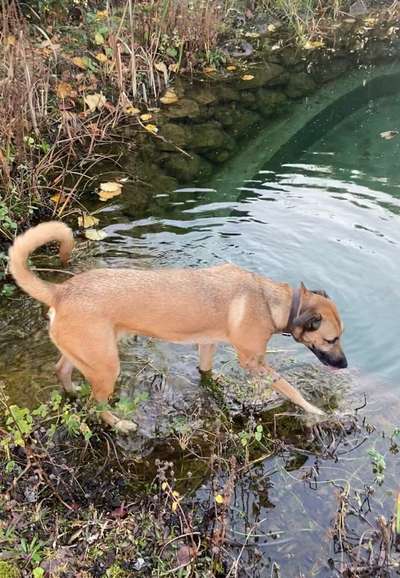 Mischlinge raten - Rätselspaß-Beitrag-Bild