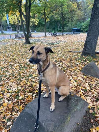 Mischlinge raten - Rätselspaß-Beitrag-Bild