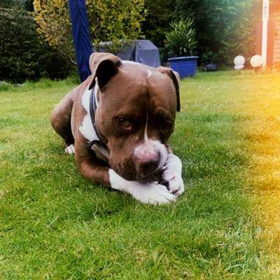 Hundetreffen-Social Walk-Bild