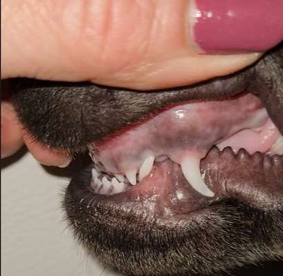 Welpe mit Vorbiss-Beitrag-Bild