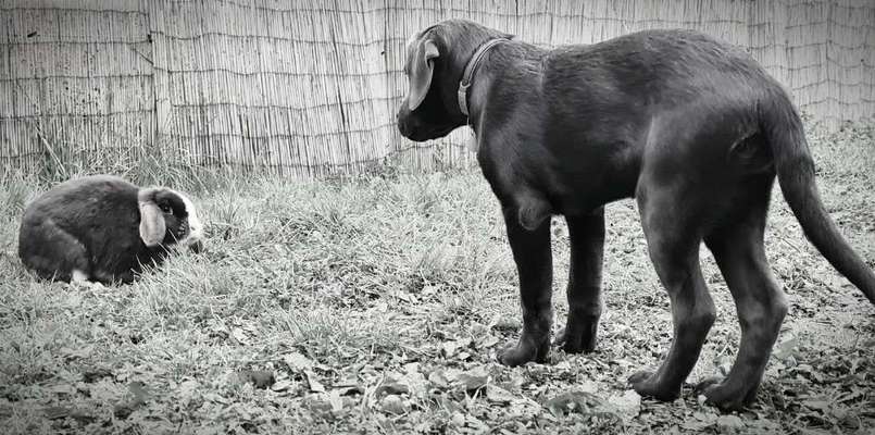 Foto-Challenge 76: Foto in Schwarz-Weiss-Beitrag-Bild