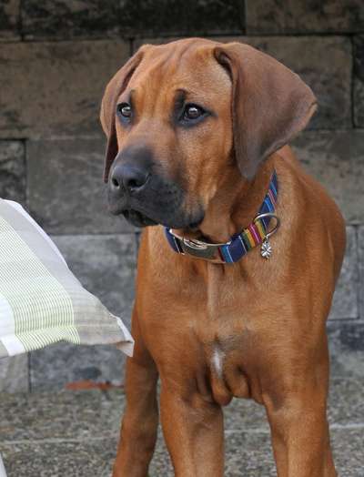 Rhodesian Ridgeback-Beitrag-Bild