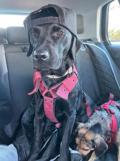 eure Spitznamen für die Vierbeiner-Beitrag-Bild