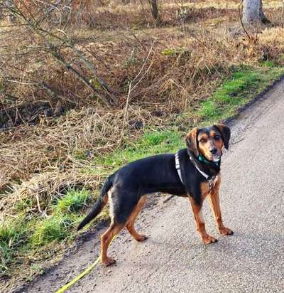 Tierschutzhunde suchen ein Zuhause-Beitrag-Bild