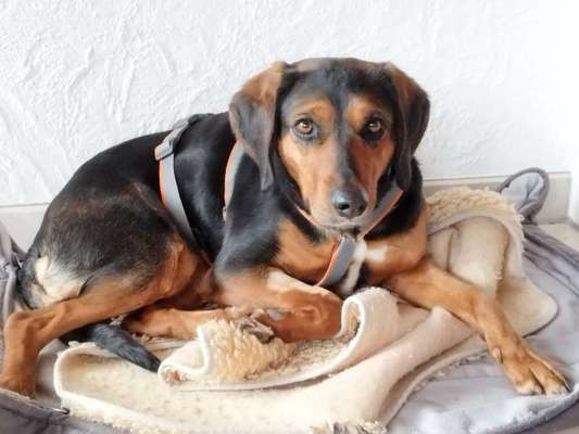 Tierschutzhunde suchen ein Zuhause-Beitrag-Bild