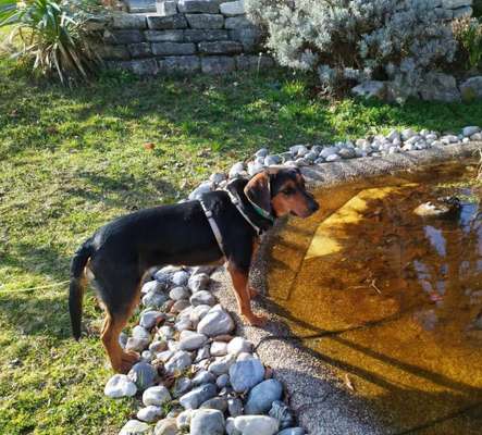 Tierschutzhunde suchen ein Zuhause-Beitrag-Bild