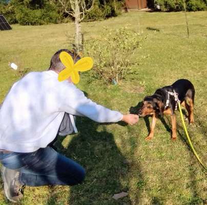 Tierschutzhunde suchen ein Zuhause-Beitrag-Bild