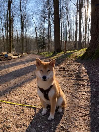 Hundetreffen-Gassi- & Spielrunden in Böfingen / Umgebung-Bild