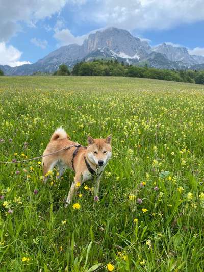 Die Dogorama Monats Challenge "Es grünt und blüht"-Beitrag-Bild
