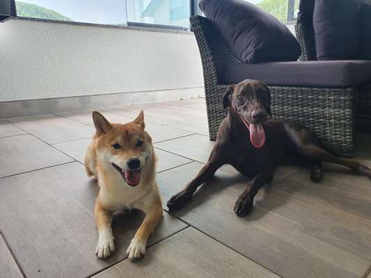 Die Dogorama Wochen Challenge "Friends will be Friends"-Beitrag-Bild