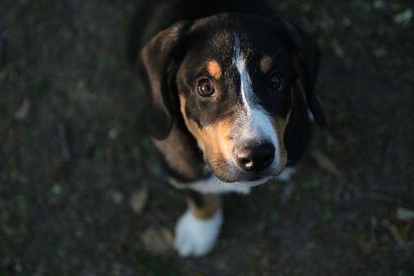 Foto's und Hundemodels-Beitrag-Bild