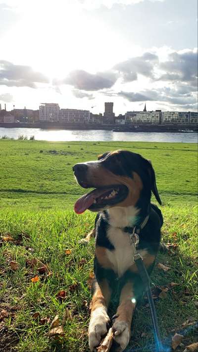 Appenzellerbesitzer gesucht!-Beitrag-Bild