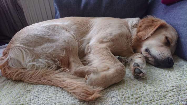 Wo sind die Golden Retriever Liebhaber?-Beitrag-Bild