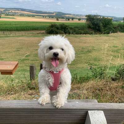 Hundetreffen-Gemeinsamer Spaziergang-Bild