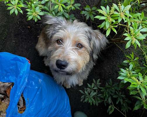 Warum diese Rasse?-Beitrag-Bild