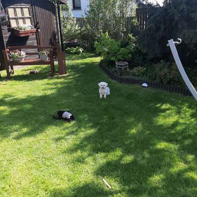 Hundetreffen-spielen im eigenen Garten oder gemeinsam Gassi gehen-Bild