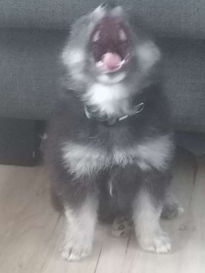 Fotochallange Nr.53 "HALLOWEEN"-Beitrag-Bild