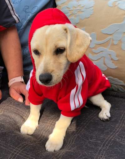 Die Dogorama Wochen Challenge-Beitrag-Bild