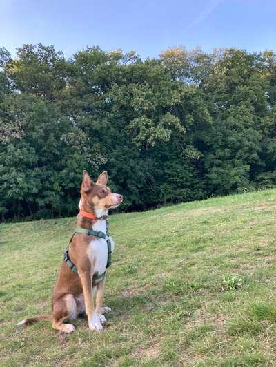 Mischlingshunde Foto Aufruf-Beitrag-Bild