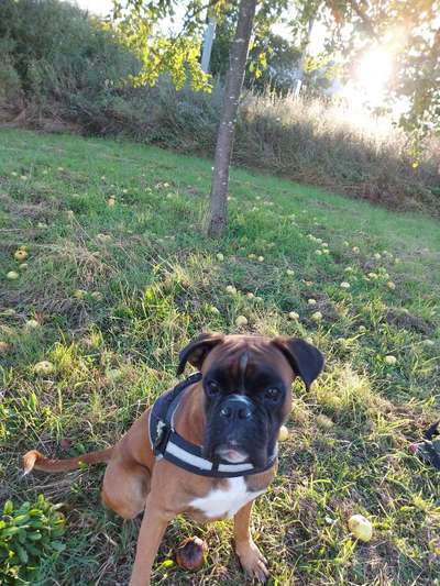 Deutsche Boxer-Beitrag-Bild