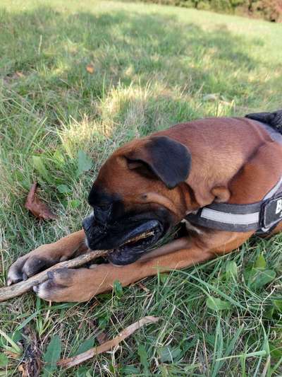 Deutsche Boxer-Beitrag-Bild