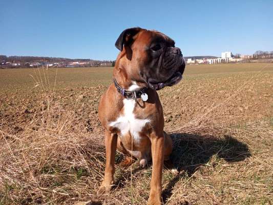 Deutsche Boxer-Beitrag-Bild