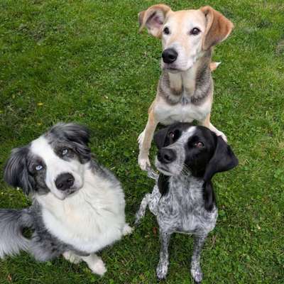 Hundetreffen-Hundebegegnungen üben-Bild