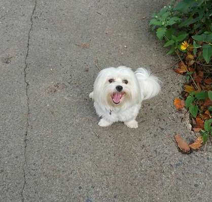 Die Dogorama Kalender Challenge Teil 1/4-Beitrag-Bild