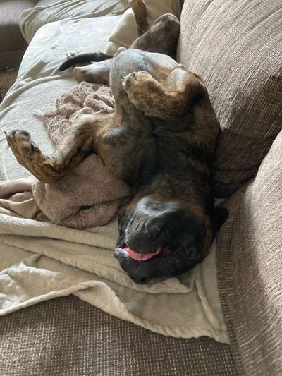 Fotosammlung: ,,Der natürliche Hund" Unbearbeitet, ungestellt und in Natura-Beitrag-Bild