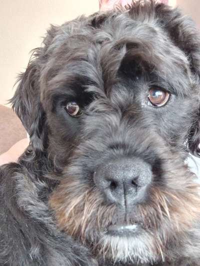 Zeigt her eure Pudel und Pudelmischlinge (:-Beitrag-Bild