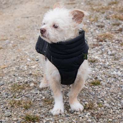 Hundetreffen-Hundefreundin für Levi gesucht 🐾-Bild