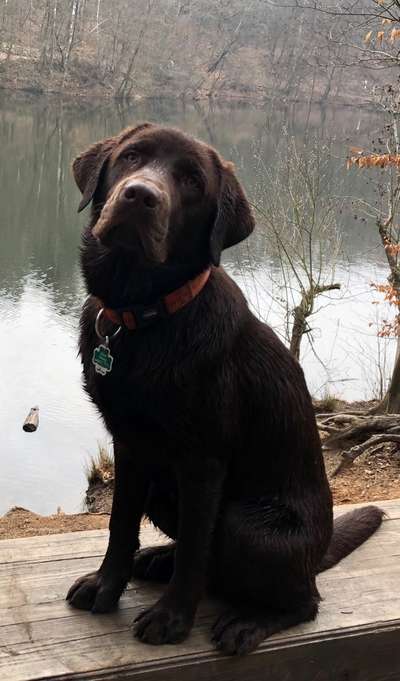 Dogorama-Monats-Challenge-Mai "Wasser"-Beitrag-Bild