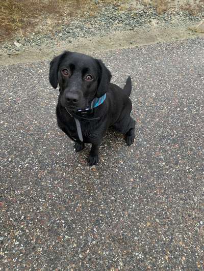 Hundetreffen-Labrador in Großefehn-Bild