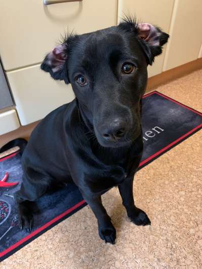 Labradorfans-Beitrag-Bild