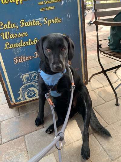 Labradorfans-Beitrag-Bild