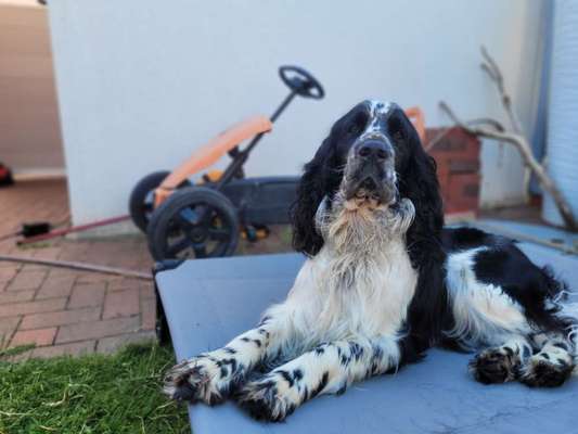 Springer Spaniel-Beitrag-Bild