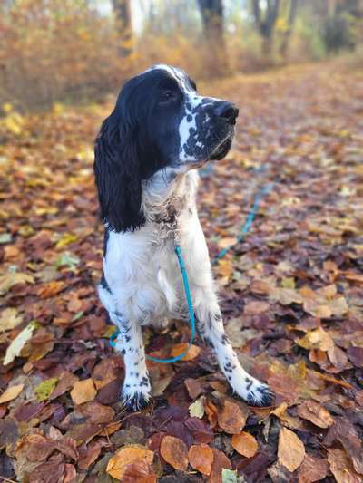 Springer Spaniel-Beitrag-Bild