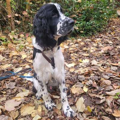 Hundetreffen-Hundekumpels zum trainieren und spielen-Profilbild