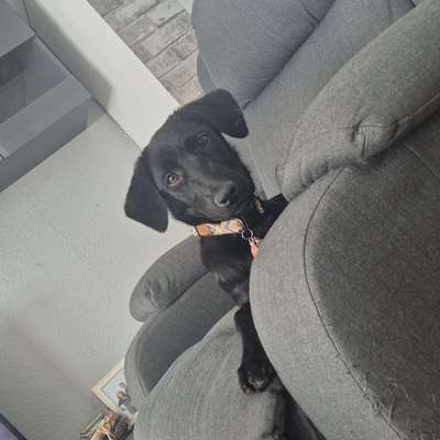 Hundetreffen-Junghundkumpel*in gesucht-Bild