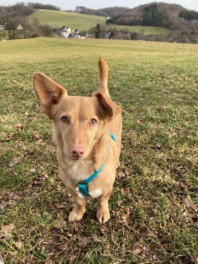 Podencomischling oder Podenco-Beitrag-Bild