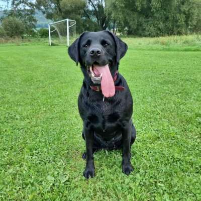 Hundetreffen-Gassi Runde-Bild