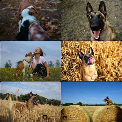 Foto's und Hundemodels-Beitrag-Bild